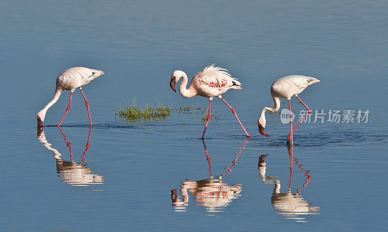 小火烈鸟(Phoenicopterus minor)是一种发生在撒哈拉以南非洲的火烈鸟。纳库鲁湖国家公园，肯尼亚。喂食。